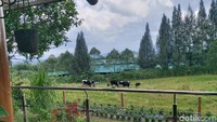 Gundaling Farmstead adalah satu satu nya peternakan sapi perah di Sumatera Utara yang dikelola dengan konsep ini. Hal ini menjadikan Gundaling Farmstead sebagai destinasi wisata yang memiliki unsur edukasi.