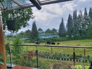 Mengintip Peternakan Sapi Gundaling Farmstead Berastagi