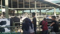 Pengunjung akan dimanjakan dengan pemandangan sapi-sapi jenis Freisian Holstein (FH).