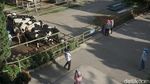 Agrowisata Keren di Berastagi