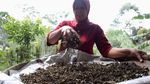 Menikmati Indahnya Panorama Kebun Teh Nglinggo