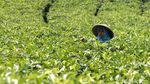 Menikmati Indahnya Panorama Kebun Teh Nglinggo