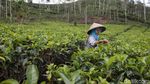 Menikmati Indahnya Panorama Kebun Teh Nglinggo