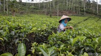 Perkebunan ini menyuguhkan pemandangan hamparan teh yang menghijau.
