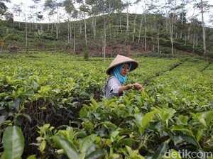 Kebun Teh Nglinggo Kulon Progo, Wisata Alam Jogja yang Sejuk dan Indah