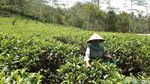 Menikmati Indahnya Panorama Kebun Teh Nglinggo