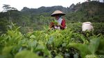 Menikmati Indahnya Panorama Kebun Teh Nglinggo