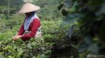 Menikmati Indahnya Panorama Kebun Teh Nglinggo