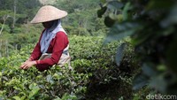 Sentra perkebunan teh Desa Dlinggo telah menjadi andalan mata pencaharian petani sejak 30 tahun silam.