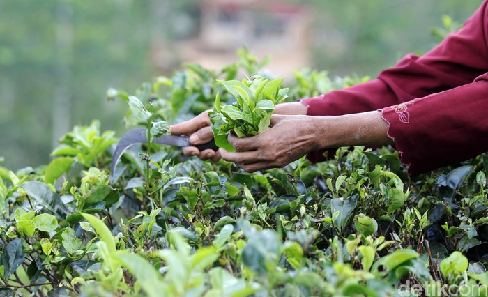 Petani memetik teh di perkebunan teh Nglinggo, Kulonprogo, Yogyakarta, Rabu (16/9/2020). Sentra perkebunan teh Nglinggo selain menjadi penghasil teh, juga menawarkan tujuan wisata alam yang menyuguhkan pemandangan hamparan perkebunan teh.