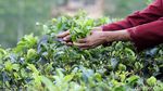 Menikmati Indahnya Panorama Kebun Teh Nglinggo