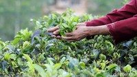 Beberapa produksi teh andalan di Desa Dlinggo seperti teh sangrai premium dan teh putih premium yang semuanya ditanam secara organik.