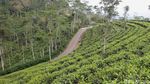 Menikmati Indahnya Panorama Kebun Teh Nglinggo