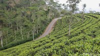 Hamparan kebun teh yang menghijau ini akan membuat betah wisatawan yang berkunjung. 
