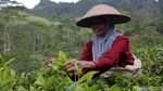 Menikmati Indahnya Panorama Kebun Teh Nglinggo