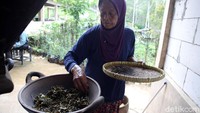 Petani menyangrai teh yang telah dipetik. Proses menyangrai memakan waktu hingga 4 jam.
