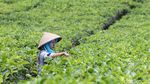 Menikmati Indahnya Panorama Kebun Teh Nglinggo