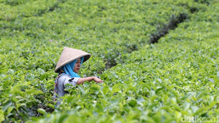 Petani memetik teh di perkebunan teh Nglinggo, Kulonprogo, Yogyakarta, Rabu (16/9/2020). Sentra perkebunan teh Nglinggo selain menjadi penghasil teh, juga menawarkan tujuan wisata alam yang menyuguhkan pemandangan hamparan perkebunan teh.