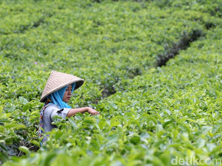 Menikmati Indahnya Panorama Kebun Teh Nglinggo