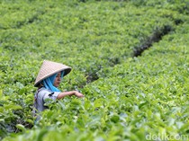 Yang Hijau-hijau dari Kulon Progo: Kebun Teh Nglinggo