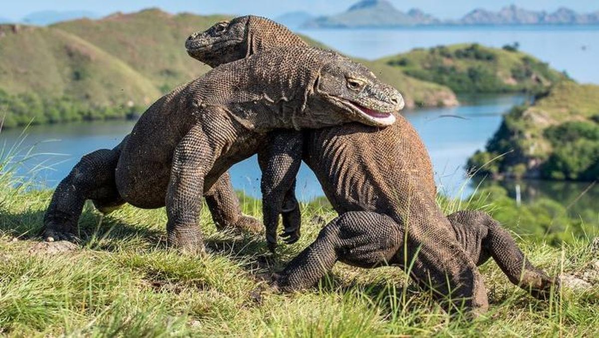 Komodo, Hewan Pulau Rinca yang Jadi Jurassic Park