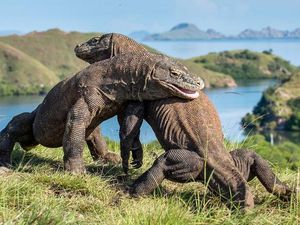 Komodo Masuk Daftar Merah, Disebut Terancam Punah!