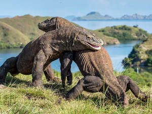 Mengenal Komodo yang Cuma Ada di Indonesia dan Terancam Punah