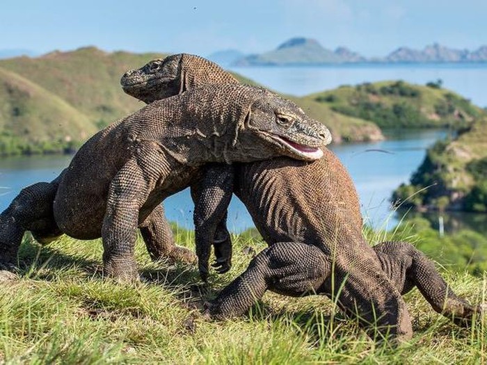 Komodo