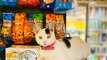 Potret Kucing Jalanan yang Juga Bisa Imut