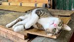 Potret Kucing Jalanan yang Juga Bisa Imut