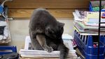 Potret Kucing Jalanan yang Juga Bisa Imut