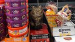 Potret Kucing Jalanan yang Juga Bisa Imut