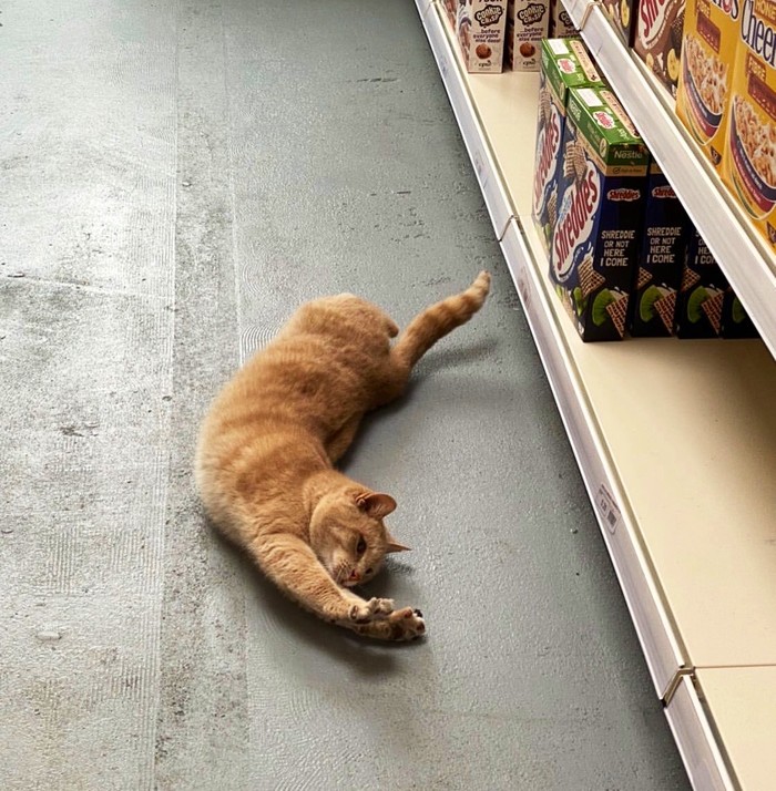 kucing di swalayan