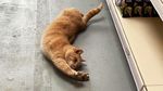 Potret Kucing Jalanan yang Juga Bisa Imut