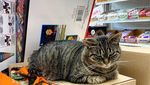 Potret Kucing Jalanan yang Juga Bisa Imut