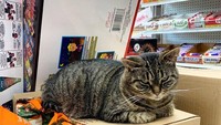 Mau mengadopsi kucing ini? (dok Bored Panda)