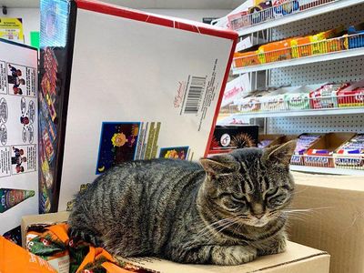 Potret Kucing Jalanan yang Juga Bisa Imut
