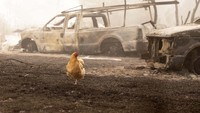 Seekor ayam berjalan di depan sebuah mobil yang terbakar. Rob Schumacher/Statesman-Journal via AP, Pool.