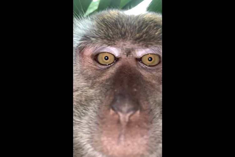 Monyet Selfie dengan iPhone X