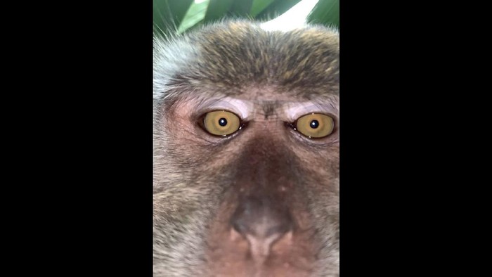 Monyet Selfie dengan iPhone X