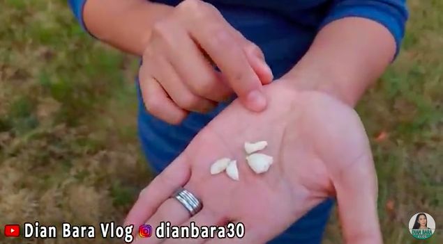 Panen almond