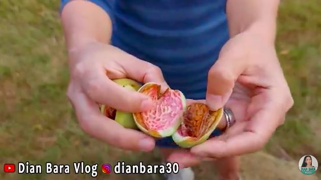 Panen almond