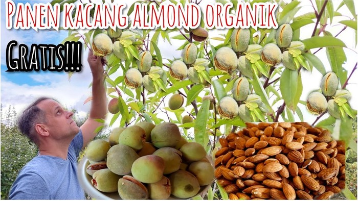 Panen almond Panen almond