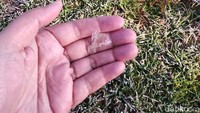Kondisi ini membuat embun yang menempel di rumput membeku. Air yang menggenang di atas plastik pun mengeras berubah menjadi es.