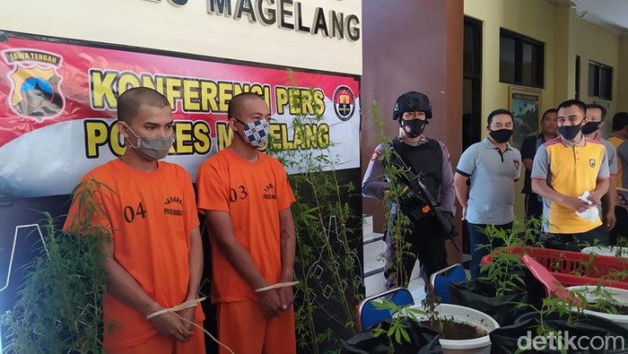 Pria Magelang tanam ganja dari bibit yang dibeli online