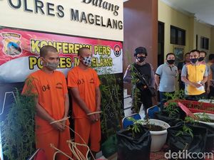 Beli Bibit Via Online, 2 Pria Magelang Tanam 45 Tanaman Ganja