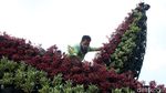 Anggaran Belanja Tanaman Pemprov DKI Rp 115,4 M di Tengah PSBB