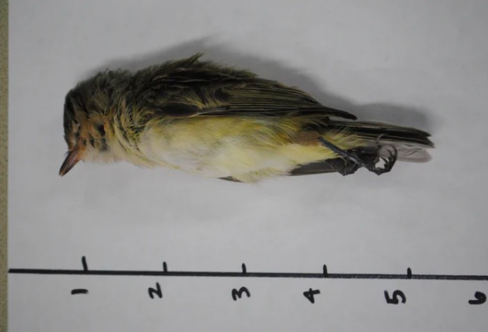 Burung mati massal