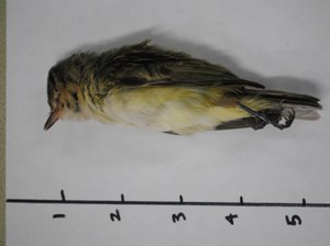 Menguak Misteri Ratusan Ribu Burung Bertingkah Aneh dan Mati Massal