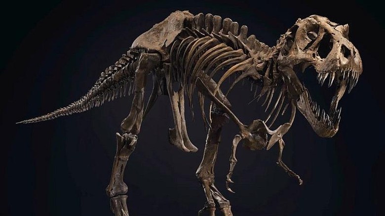 DInosaurus dilelang DInosaurus dilelang